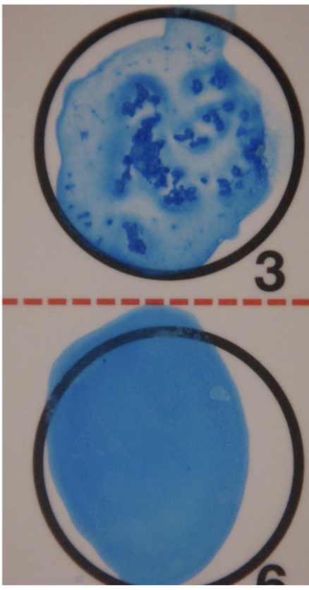 <p>what’s bottom circle?</p>