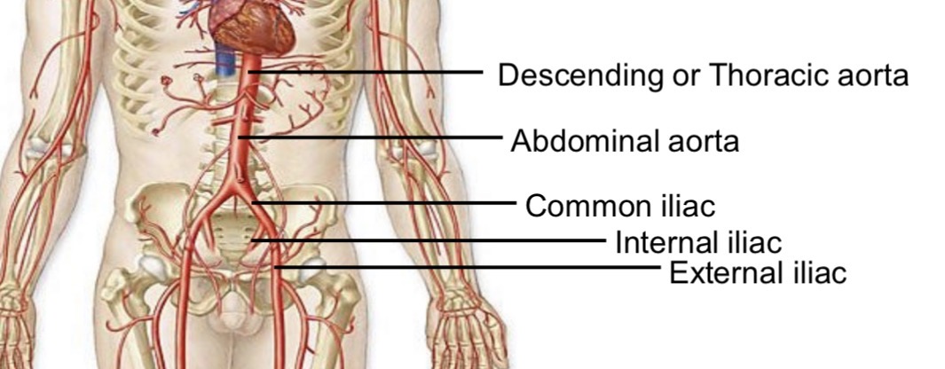 <p>Internal iliac </p><p>External iliac</p>