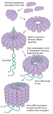 <p>capsomers self assemble into disks → RNA “packaging signal” (pac site) binds → RNA triggers shape change → RNA acts like a “thread” → helix grows continuously<br><br>Capsid proteins (capsomers) self-assemble into disk-like structures that interact with a specific packaging sequence (pac site) on the viral RNA. Binding of the RNA induces a conformational change in the capsomers, converting the disks into a helical starter structure. Additional capsomers then assemble sequentially, guided by the RNA, which acts as a template or scaffold. This results in the formation of a helical capsid with the genome enclosed within the protein helix.<br><br>very thin long virus can go through. you can get a super long genome</p>