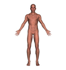 <p>The erect position of the body with the face directed forward, the arms at the side, and the palms of the hands facing forward, used as a reference in describing the relation of body parts to one another.</p>