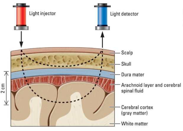 <p>Oxygen-rich hemoglobin and oxygen-poor hemoglobin differ in absorption spectra</p><ul><li><p>Allows brain to be reconstructed by gathering light transmitted through it</p></li></ul><p></p>