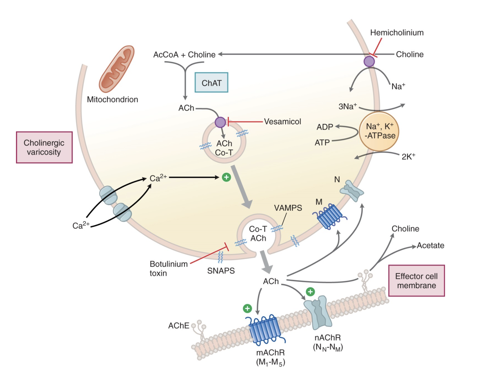 <ol><li><p>choline uptake in nerve terminal via active transport</p></li><li><p>choline comes with acetyl-CoA, catalyzed by choline acetyltransferase (ChAT), to form acetylcholine </p></li><li><p>ACh is transported into vesicles </p></li><li><p>action potential reaches nerve terminal, and Ca<sup>2+</sup> enters</p></li><li><p>vesicle fuses with membrane via vesicle attachment membrane proteins (VAMPS)</p></li><li><p>synaptosome-associated proteins (SNAPS) dock vesicle to membrane </p></li><li><p>ACh is released by exocytosis into synaptic cleft</p></li><li><p>ACh binds muscarinic (M<sub>1</sub> - M<sub>5</sub>) or nicotinic receptors (N<sub>n</sub>, N<sub>m</sub>) </p><ul><li><p>muscarinic receptors → GPCRs that activate phospholipase C to produce DAG and IP<sub>3</sub>, increasing intracellular release of Ca<sup>2+</sup></p></li><li><p>nicotinic receptors → ligand-gated ion channel that stimulates flow of Na<sup>+</sup> through channel</p></li></ul></li><li><p>OR ACh is rapidly broken down by acetylcholinesterase on effector membrane, into choline and acetate</p><ul><li><p>anticholinesterases inhibits AChE, causing stimulation of cholinergic receptors from increased ambient levels of ACh, due to decreased ACh breakdown </p></li></ul></li><li><p>choline is recycled into the nerve terminal</p></li></ol><p></p>