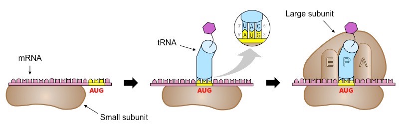 <p>The ribosome, with the <strong>initiator tRNA</strong> already attached, moves along until it reaches a start codon</p><p>The <strong>initiator tRNA</strong> with complementary bases to the start codon (anticodon) binds to the middle tRNA binding site in the large subunit.</p><p>A second tRNA attaches to the adjacent binding site.</p><p>The transported amino acids are positioned so that a peptide bond forms between them</p>