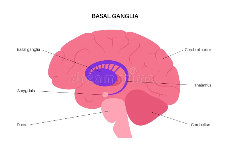 Basala ganglier