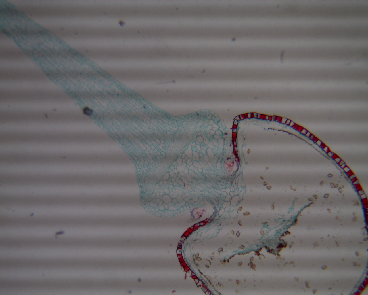 <p>moss type</p>