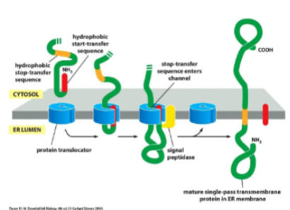 <p>Some of the polypeptide chain must be translocated completely, while other parts must be fixed in the membrane. for a single-pass transmembrane protein, translocation is initiated by start-transfer sequence. translocation continues until a stop-transfer sequence is reached. stop-transfer forms alpha helix and remains embedded din membrane. orientation of N and C will not change. sometimes the start-transfer seq is internal and does not get removed like n-terminus. </p>