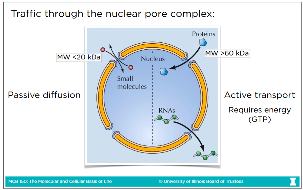 <p>-Transport through nuclear pore complex is the way to get to and from cytoplasm &amp; nucleoplasm<br><br><strong>Passive diffusion: </strong>The spontaneous movement of small molecules (< 60 kDA sized) and proteins through the pore <strong>without need of energy</strong></p><p><strong>Active transport:</strong> Transport of large molecules (> 60 kDA sized) like large protein and RNA. This process <strong>requires energy (GTP)</strong> to go through nuclear core complex</p>