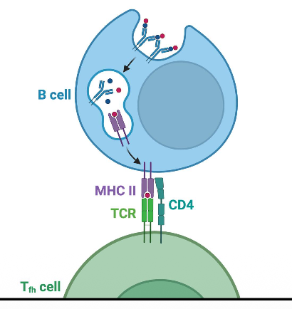 <p>induce endocytosis and are processed for presentation to Tfh cells </p>