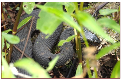 <p>nonvenomous (labial bars)</p>