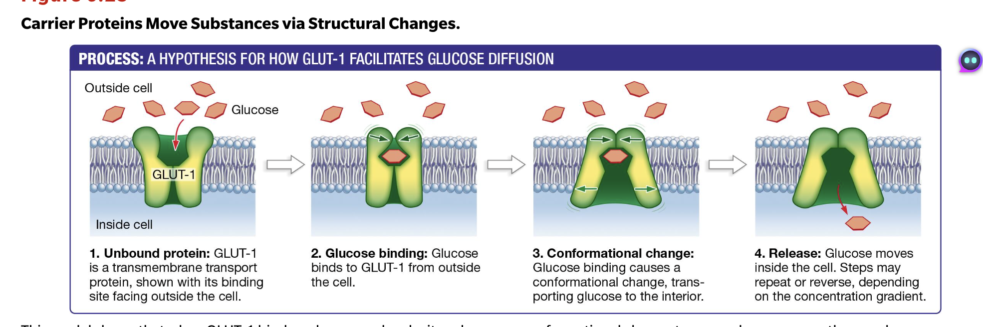 <p>It works by binding to a glucose molecule (6-carbon sugar), then causing a conformational change (aka an induced fit). As it binds, the protein moves in a way that moves the sugar through the hydrophobic region of the membrane, then releasing it on the otherside.<br><br>It does not require energy because it all takes place through diffusion (concentration gradients). <br><br>Look at image</p>