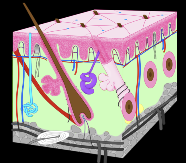 <p>is an <strong>organ </strong>made of epidermis and dermis</p>