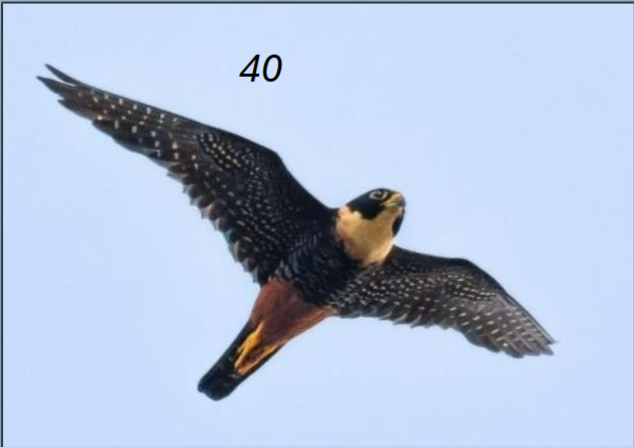 <p>smaller than APFA, broad black chest; rufous abdomen, b/w wings and tail</p>