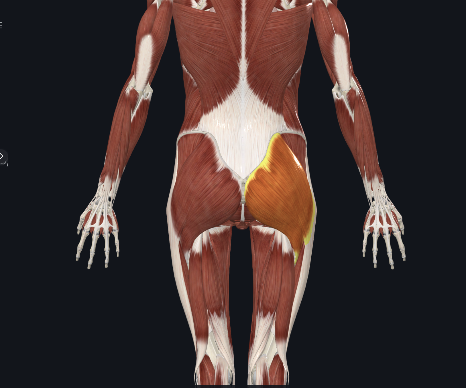 <p>Posterior view</p><p>Muscles</p>