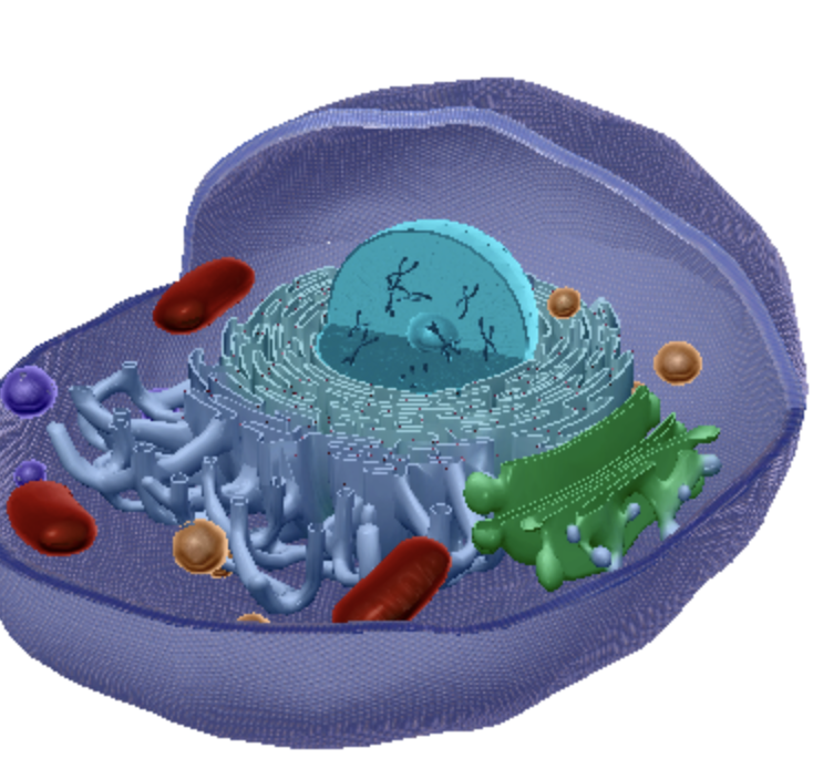 <p>The nucleus is a large organelle that contains the cell’s genetic information. Surrounded by cytoplasm, it is located in the center of the cell. Most cells have a single nucleus, but some have multiple nuclei, and other cells, such as mature red blood cells, do not have a nucleus at all.</p>