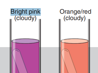 <p>A student inoculates a phenol red <em>glucose</em> broth. After incubation, the tube is bright pink and cloudy. What is the most accurate physiological interpretation of this result?</p><p>a. The organism fermented glucose and produced alkaline byproducts.</p><p>b. The organism did not ferment glucose; it grew by catabolizing peptones, producing alkaline byproducts.</p><p>c. The organism failed to grow in the broth.</p><p>d. The organism fermented glucose and produced neutral byproducts, like alcohol.</p>