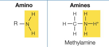 <p>Amino</p>
