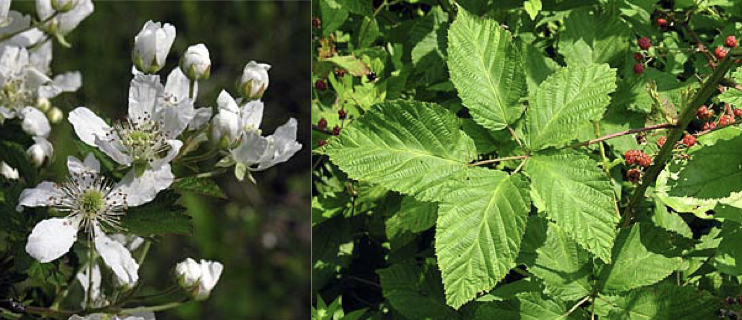 <p>Family<br>Genus<br>Species<br>Common Name</p>