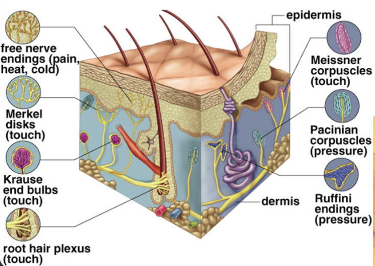 <p>- Merkel discs (touch)</p><p>- Krause end bulbs (touch)</p><p>- Meissner corpuscles (touch)</p><p>- Pacinian corpuscles (pressure)</p><p>- Ruffini endings (organ) (pressure)</p>