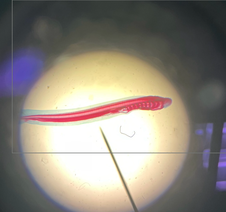 <p>What is this?</p>