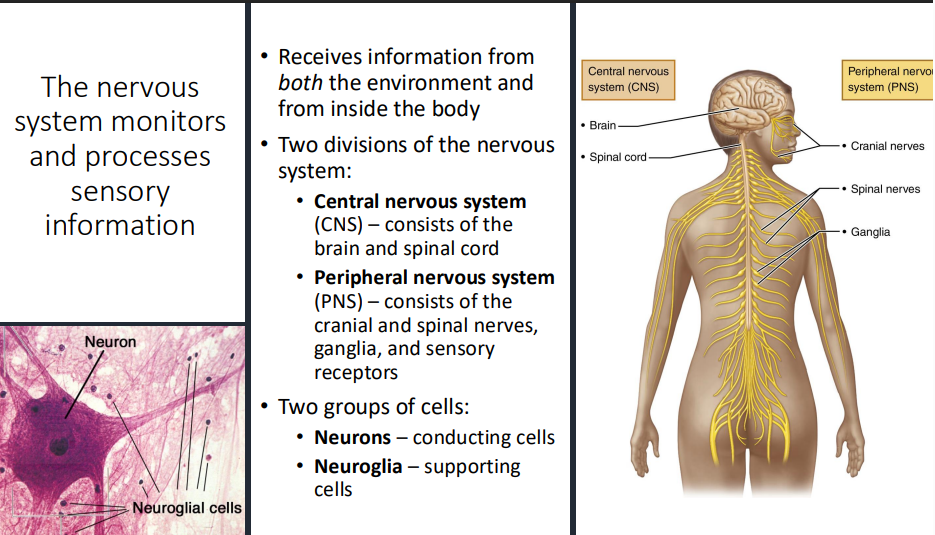 <ul><li><p>Function: Controls body, voluntary and involuntary control, initiates voluntary skeletal movements, moderates heart rate and breathing rate, processes sensory inputs, controls speech, etc</p></li></ul><p></p><p>Monitors and Processes Sensory Information:</p><ul><li><p>receives information from BOTH environment and inside body</p></li><li><p>Nervous system divisions:</p><ul><li><p>Central Nervous System (CNS) → consists of brain and spinal cord</p><ul><li><p>Spinal cord  → receives information and processes lower level involuntary responses (reflexes)</p></li><li><p>Brain → more complex information, higher order processing (processing sound information, forming speech, response, etc) </p></li></ul></li><li><p>Peripheral Nervous System (PNS) → consists of cranial and spinal nerves, ganglia, and sensory receptors </p></li><li><p>Types of Cells:</p><ul><li><p>Neurons → conducting cells</p><ul><li><p>send electrical and chemical signals that deal with communication</p></li></ul></li><li><p>Neuroglia → supporting cells</p><ul><li><p>support and protect neurons</p></li></ul></li></ul></li></ul></li></ul><p></p>