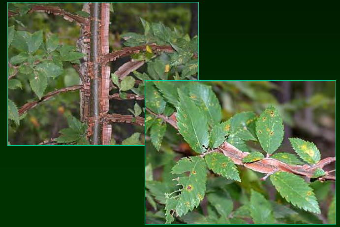 <p>•</p><p>Ulmaceae</p><p>•</p><p>Leaves very similar to Ostrya virginiana, Carpinus caroliniana, and Planera aquatica (other elms too)</p><p>•</p><p>Key Characters:</p><p>•</p><p>Winged twigs</p><p>•</p><p>Serrate leaves</p>