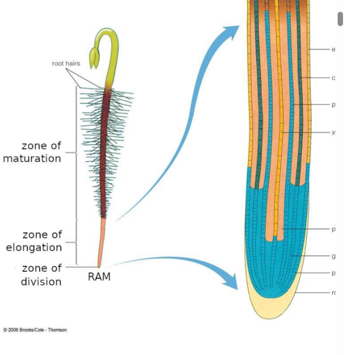 <p>Newly divided cells grow longitudinally while cell wall remains flexible.</p>