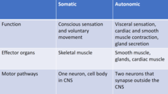 <p>two neurons that synapse outside of the CNS</p>