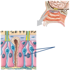 <p>they are located at the <u><mark data-color="#f7e1f4" style="background-color: rgb(247, 225, 244); color: inherit;">top of the nasal passage</mark></u>.</p>