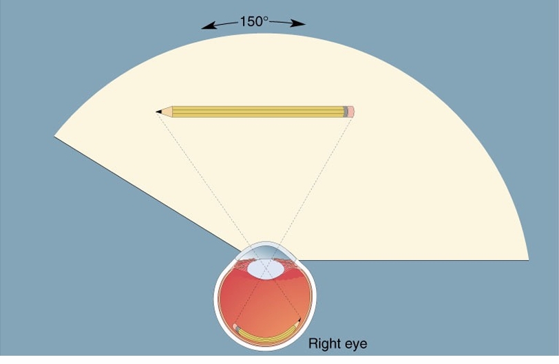 <p>150 degrees fixed field of view </p>