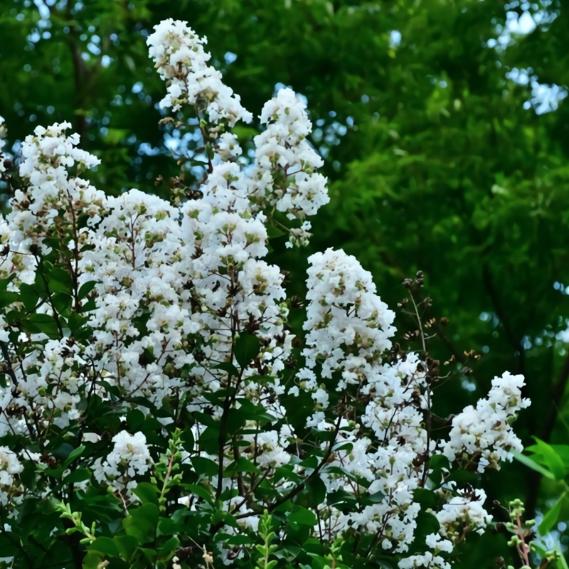 <p>Lagerstroemia indica</p>