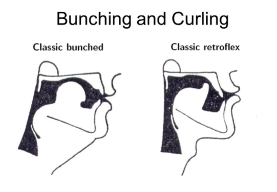<p>superior longitudinal muscle: facilitates retroflex productions</p>