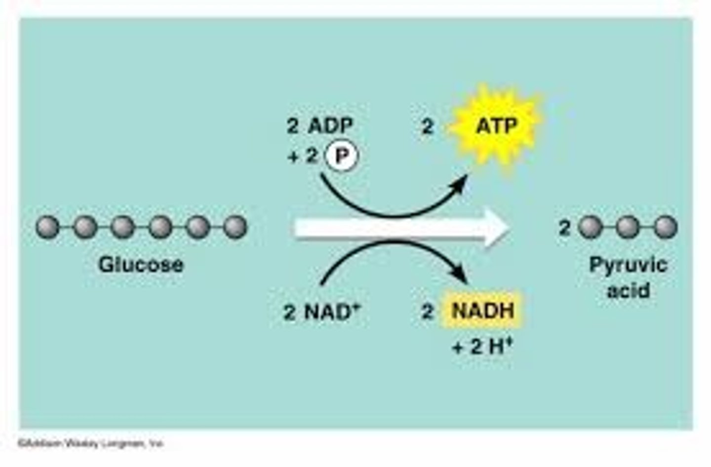 <p>-Glucose (6 carbons) broken down into 2 molecules of pyruvic acid (3 C)</p>