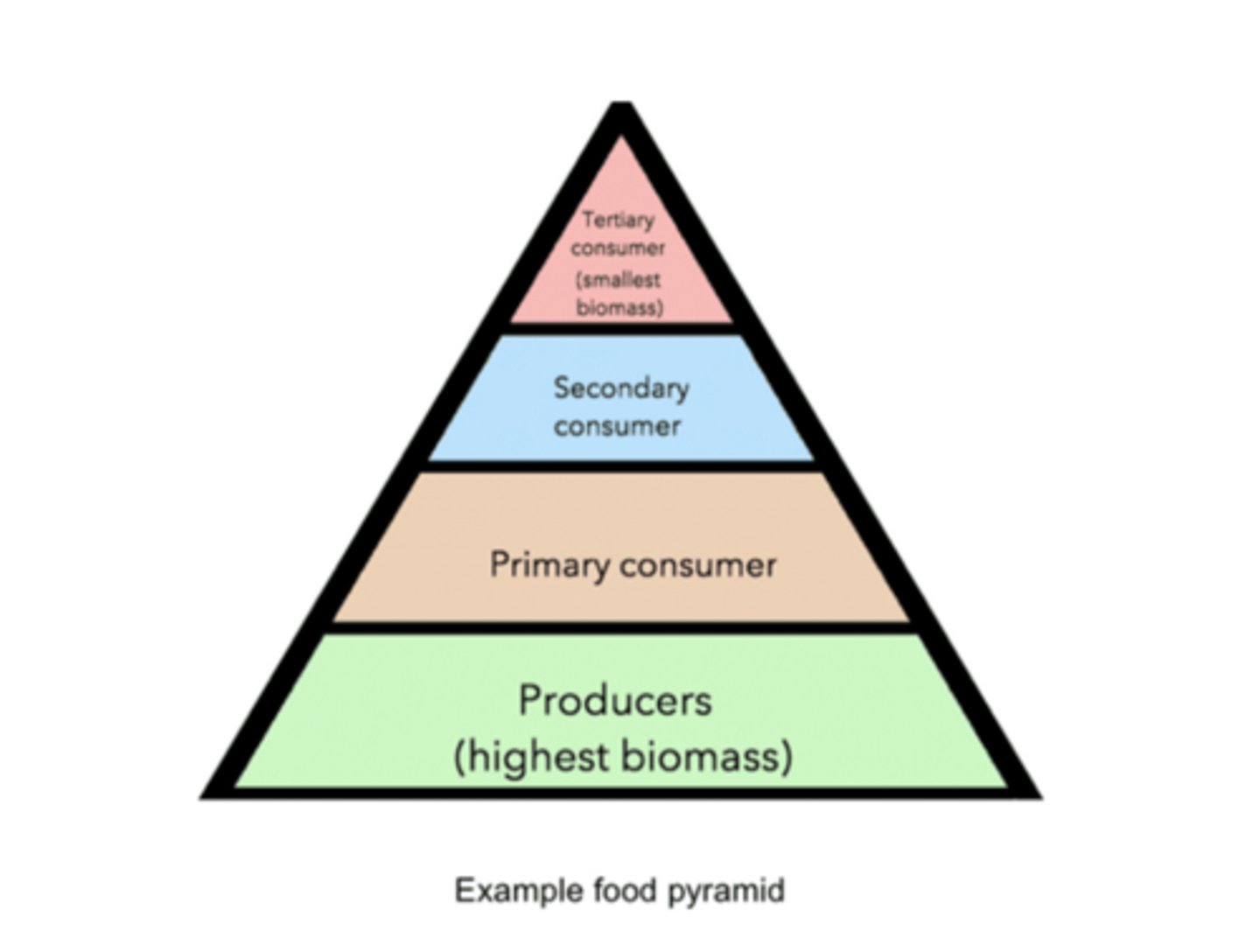 <p>primary consumers</p>