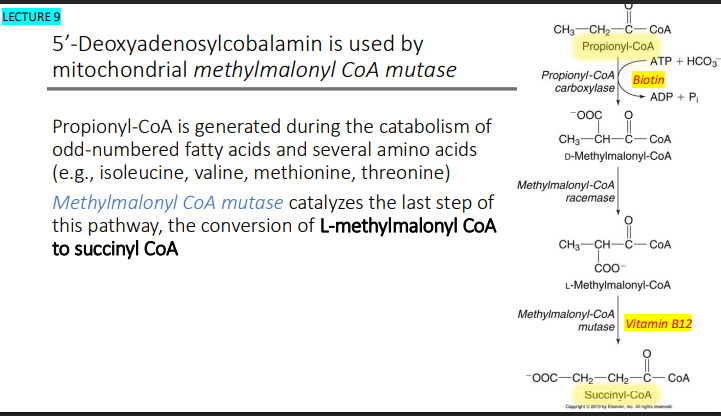 <p>L-methylmalonyl CoA to succinyl CoA</p>