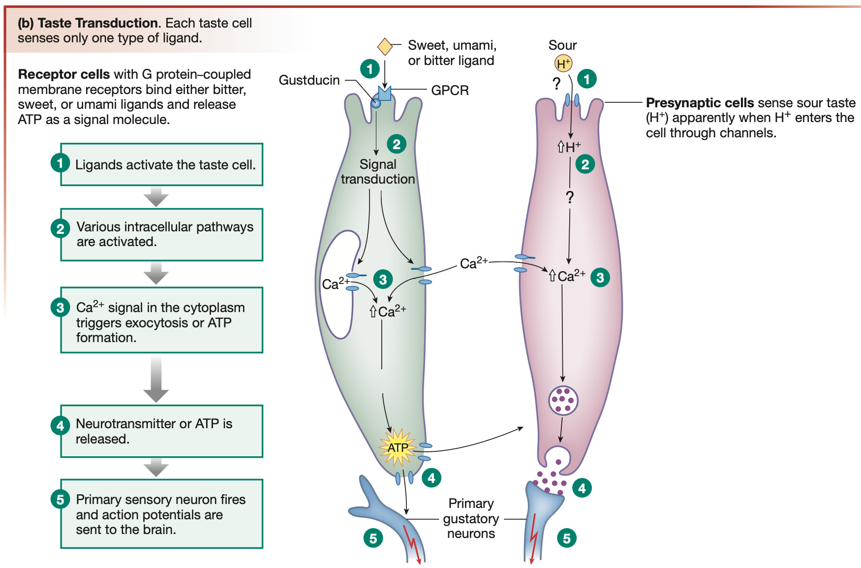 <ol><li><p>Food chemicals (<strong><mark data-color="green" style="background-color: green; color: inherit;">tastants</mark></strong>) are released when dissolved in <strong><mark data-color="green" style="background-color: green; color: inherit;">saliva</mark></strong></p><ol><li><p>Tastants include: H+ ion (sour chemical), L-glutamate (umami chemical), glucose (sugar chemical), etc. <strong><em><u>NOT SALT</u></em></strong></p></li></ol></li><li><p>Tastants travel down <strong><mark data-color="yellow" style="background-color: yellow; color: inherit;">taste pores</mark></strong>, connecting with <strong><mark data-color="green" style="background-color: green; color: inherit;">gustatory hairs</mark></strong> on <strong><mark data-color="green" style="background-color: green; color: inherit;">gustatory (taste) cells (chemoreceptors)</mark></strong></p></li><li><p>Tastant (food chemical) is a ligand that binds to <mark data-color="green" style="background-color: green; color: inherit;">ligand-gated/chemically-gated ion channels</mark> on the cell membrane of <strong>gustatory cells (chemoreceptors)</strong></p></li><li><p><strong><mark data-color="purple" style="background-color: purple; color: inherit;">Depolarisation</mark></strong> of sensory neuron (gustatory cell - chemoreceptor) is triggered.</p></li><li><p>Sudden cell depolarisation triggers <strong><mark data-color="green" style="background-color: green; color: inherit;">voltage-gated ion channels</mark></strong> to open, increasing flow of <mark data-color="green" style="background-color: green; color: inherit;">cations</mark> INTO the gustatory cell.</p></li><li><p>Increased cation reflux triggers gustatory cell releases <mark data-color="purple" style="background-color: purple; color: inherit;">neurotransmitters</mark> </p></li><li><p>Neurotransmitter binds to “<mark data-color="purple" style="background-color: purple; color: inherit;">sensory dendrites</mark>”, triggering depolarisation and action potentials to be sent across <strong><mark data-color="blue" style="background-color: blue; color: inherit;">afferent</mark></strong><mark data-color="blue" style="background-color: blue; color: inherit;"> nerve fibres</mark></p></li></ol><p></p>