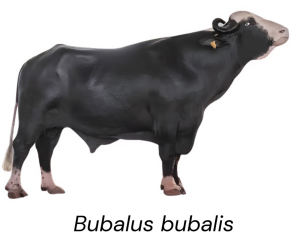 <ul><li><p>Dairy type</p></li><li><p>10-15 Liters per day</p></li><li><p>6-8% butter fat kg/L</p></li><li><p>Pakistan</p></li><li><p>Large black body, curved horns, highly productive milk</p></li></ul><p></p>
