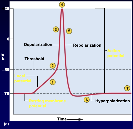 <ol><li><p>Graded Potential</p></li><li><p>Threshold stimulus (exceeds critical value, "all-or-none")</p></li><li><p>Depolarization (Na+ and <span>K+</span> channels open; Na+ moves faster)</p></li><li><p>Spike/Peak (~ +35 mV)</p></li><li><p>Repolarization (Na+ channels close, <span>K+</span> permeability increases and moves out)</p></li><li><p>Hyperpolarization ("Overshoot" of <span>K+</span> moving out)</p></li><li><p>Restore ion gradients via the <span>Na+/K+</span> pump</p></li></ol><p></p>