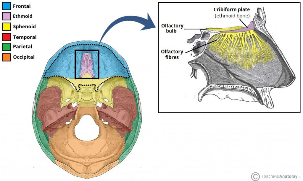 <p><strong>Deeply situated cranial bone</strong> <strong>anterior</strong> to the <strong>sphenoid</strong></p><p>Forms part of orbital wall, anteromedial floor of the cranium, roof of nasal cavity, and part of nasal septum</p>