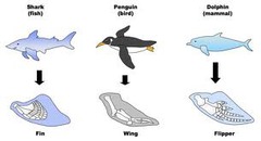 <p>Organisms of DIFFERENT species adapting to the same environment.</p><p>Ex: Sharks and Dolphins</p>