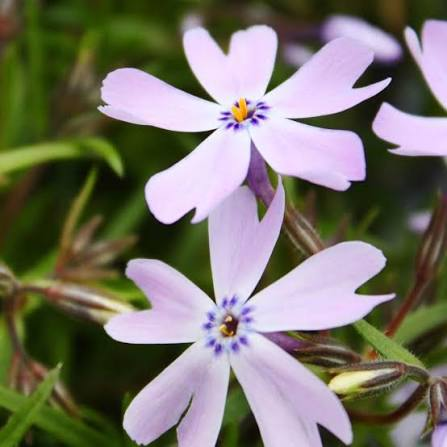 <p>Phlox subulata</p>