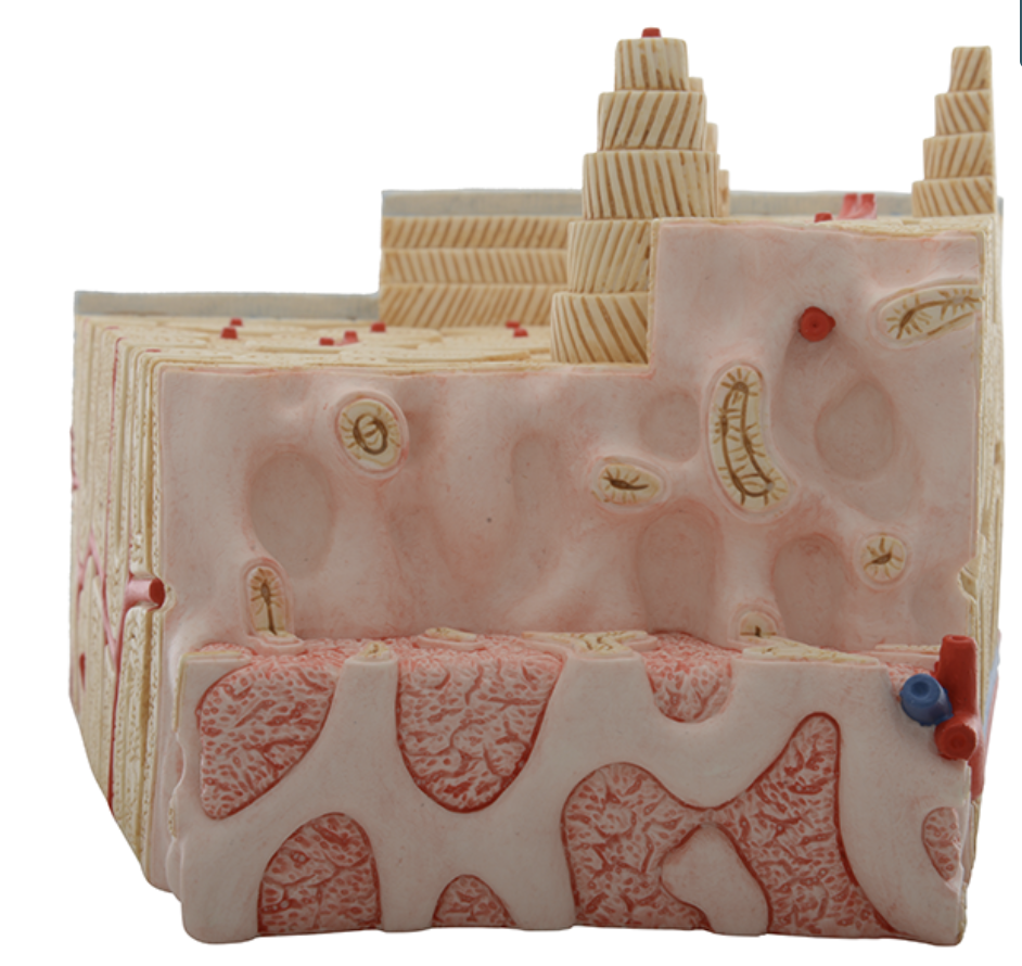<p>Bone internal view - where is the bone marrow?</p>