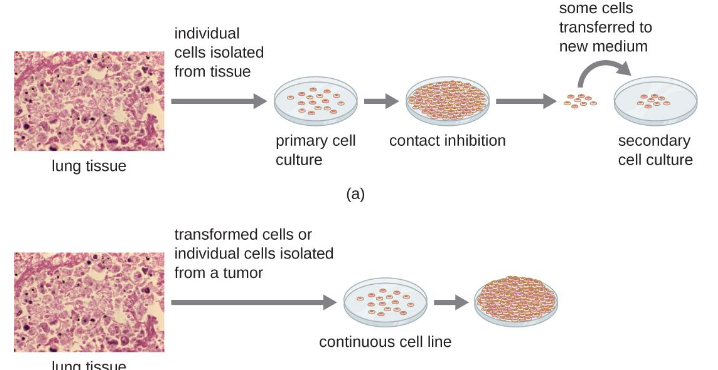 <p>primary explants and continuous cell lines</p>