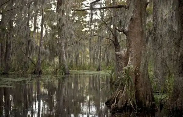 <p>Aerenchyma tissue transports oxygen through flooded roots; develops a deep taproot and shallow horizontal roots that allow survival in oxygen-poor, waterlogged soils.</p>