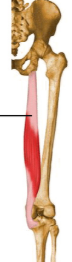 <ul><li><p><span style="background-color: transparent;">A: flexion @ knee; flexion &amp; medial rotation hip</span></p></li></ul><p></p>