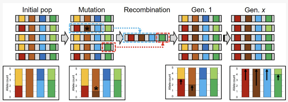 <p>when a single mutation event generates one new allele, which generates a beneficial/adaptive allele. When adaptive, the allele becomes fixed in a population and also drags along with it other alleles that are closely linked. </p>