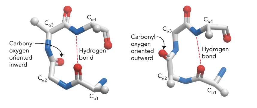 <p><mark data-color="#ffffff" style="background-color: rgb(255, 255, 255); color: inherit;">β-turns are stabilized by a intramolecular hydrogen bond between the backbone carbonyl oxygen of the first amino acid (residue i) and the backbone amide nitrogen of the fourth amino acid (residue i+3)</mark></p>