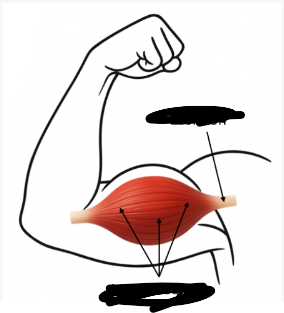 <p>Common structural organisation for skeletal muscles, define</p>