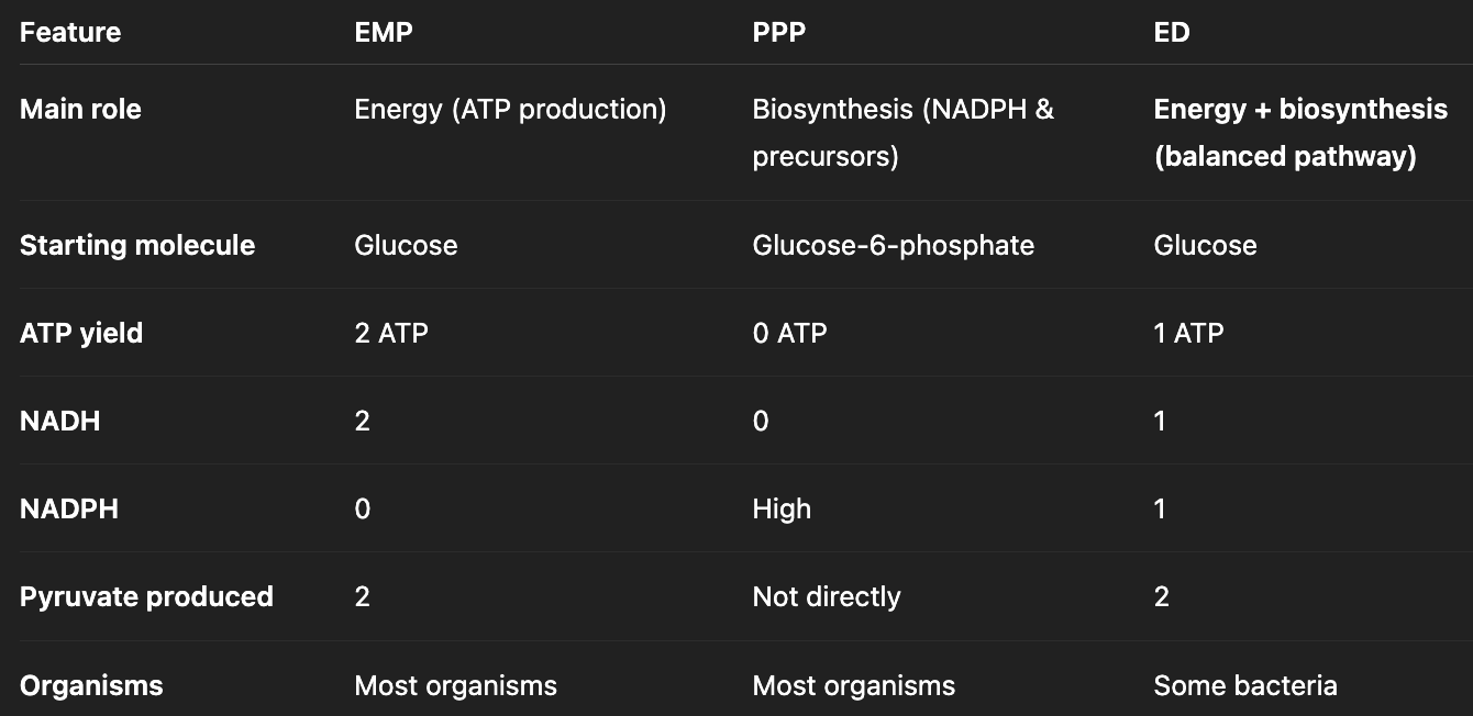 <p>**all glycolytic pathways lead to producing <strong>pyruvate</strong></p><p>**pyruvate can feed into TCA cycle, fermentation products, amino acid synthesis, fatty acid synthesis, etc</p><ul><li><p>Embden-Meyerhof-Parnas (EMP) Pathway</p></li><li><p>Pentose Phosphate Pathway (PPP)</p></li><li><p>Entner-Doudoroff (ED) Pathway</p></li></ul><p></p>