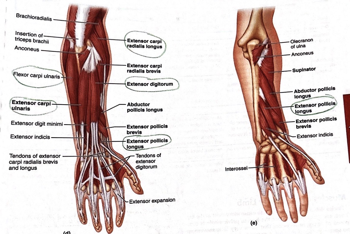 <p><span><span>Extensor carpi ulnaris</span></span></p><p></p>