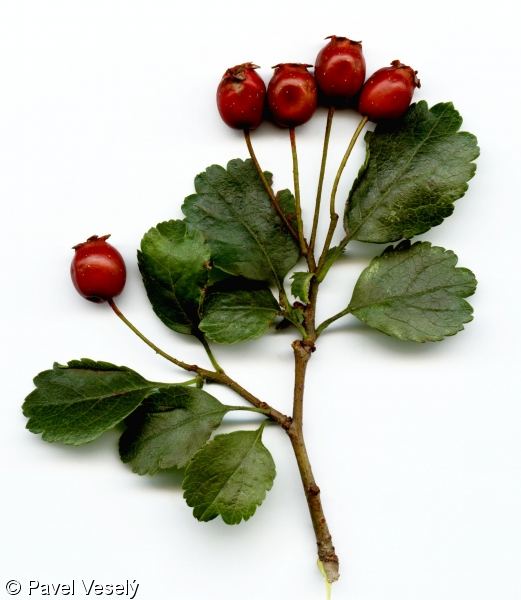 <p>laločnaté listy, trny na větvičkách, bílé květy, červené bobulky</p>